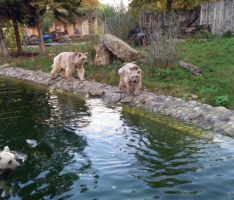 Zoo Heidelberg: Endlich traut sich Braunbärin Gudrun in die neue Außenanlage